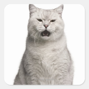 Sticker Carré British Shorthair (4 years old)