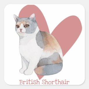 Sticker Carré British Shorthair Chat Aquarelle Kitty Coeur rose