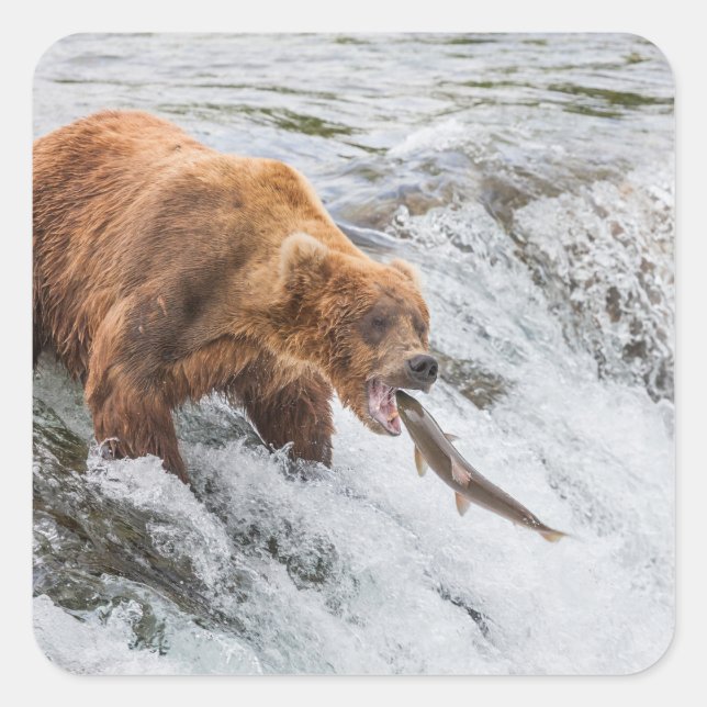 Sticker Carré Brown Bear Catches Red Salmon (Devant)