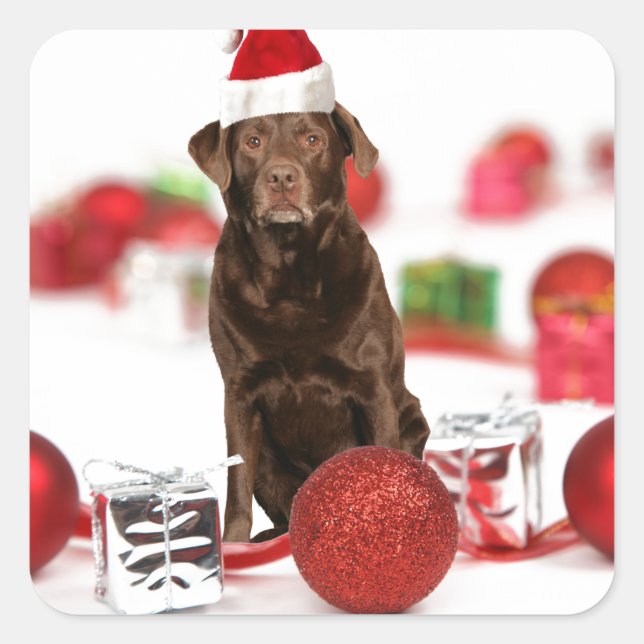 Sticker Carré Brown Labrador Chien Noël w Cadeaux Santa Hat (Devant)
