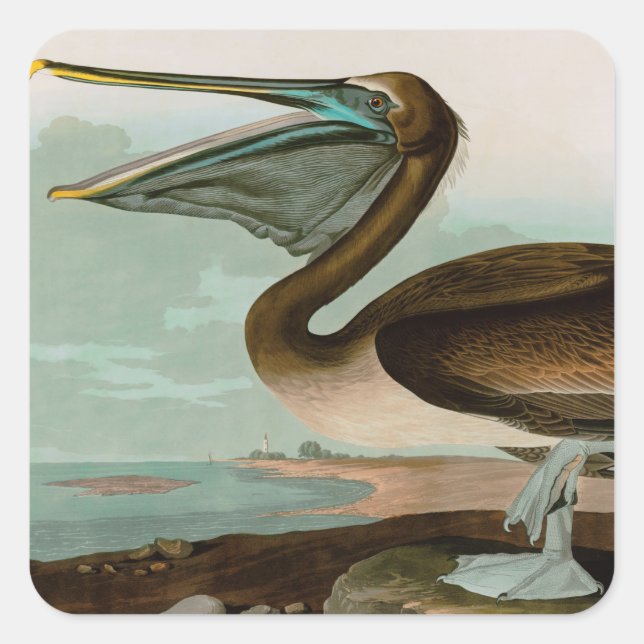 Sticker Carré Brown Pelican Birds of America Audubon (Devant)