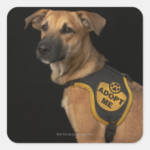 Sticker Carré Brown rescue dog with adopt vest