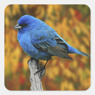 Sticker Carré Bruant indigo mâle, Passerina cyanea