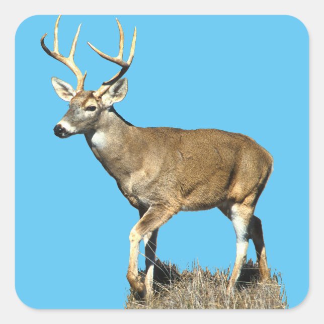 Sticker Carré Buck White Tailed (Devant)