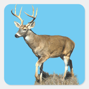 Sticker Carré Buck White Tailed