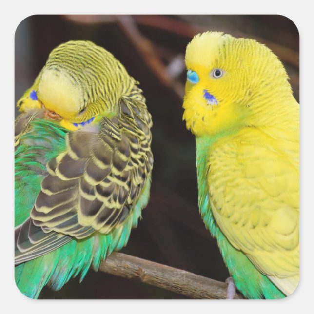 Sticker Carré Budgie Parakeet Bird (Devant)