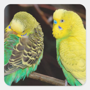 Sticker Carré Budgie Parakeet Bird