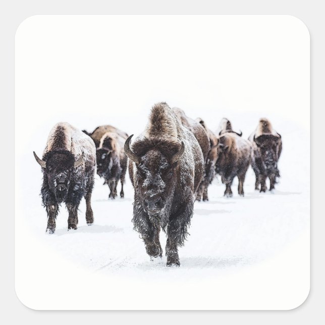 Sticker Carré Buffalo (Devant)
