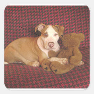 Sticker Carré bull américain terrier puppy w teddy