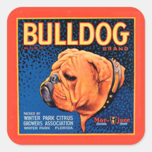 Sticker Carré Bull Dog sur un Arrière - plan bleu