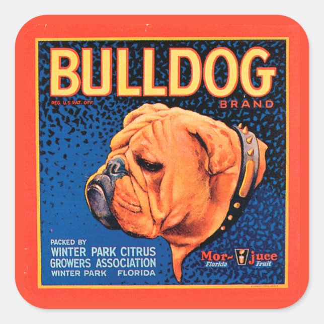 Sticker Carré Bull Dog sur un Arrière - plan bleu (Devant)