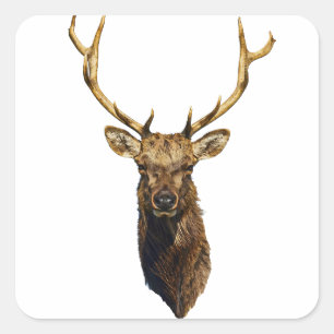 Sticker Carré Bull Elk Head animal nature wildlife art  