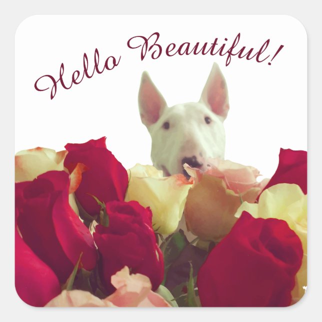 Sticker Carré Bull terrier avec salutation rose - Hello Beautifu (Devant)