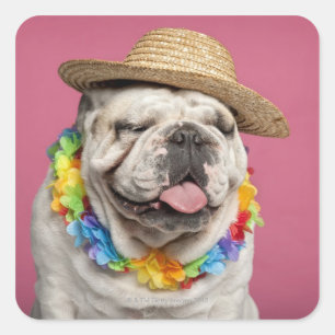 Sticker Carré Bulldog anglais (18 mois) en paille
