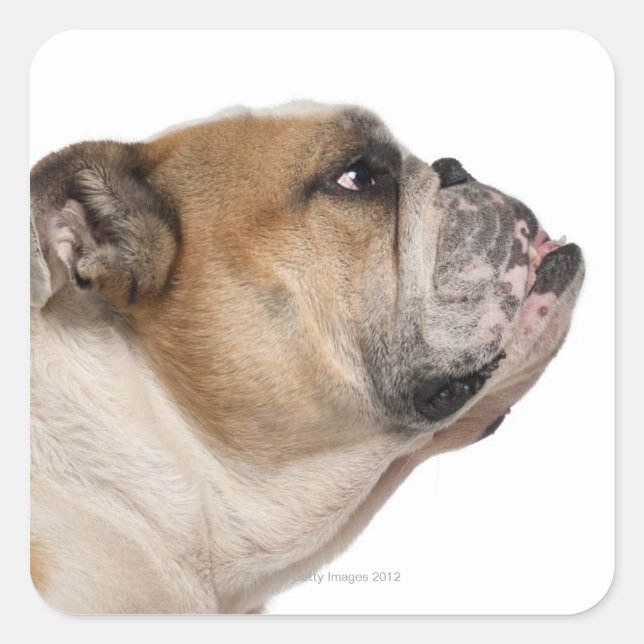 Sticker Carré Bulldog anglais (6 ans) (Devant)