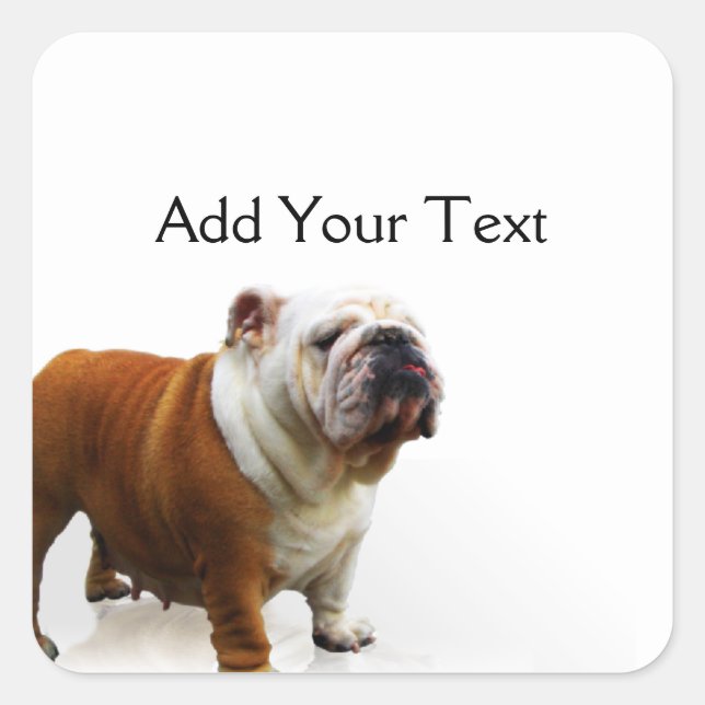 Sticker Carré Bulldog souriant (Devant)