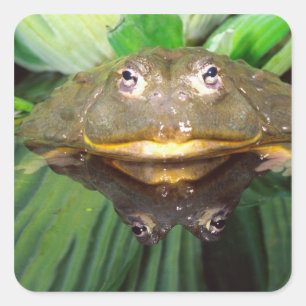 Sticker Carré Bullfrog, Pyxicephalus 2