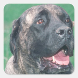 Sticker Carré Bullmastiff Brindle