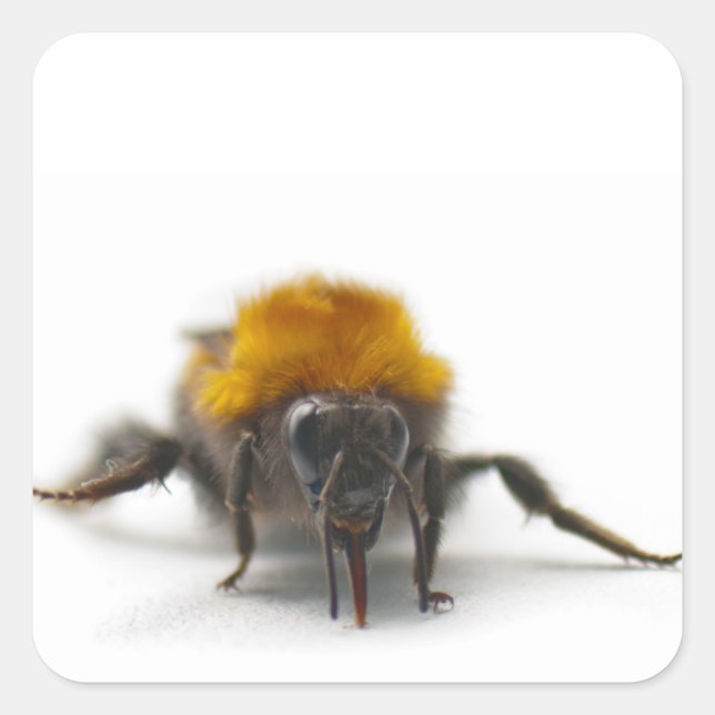 Sticker Carré Bumblebee (Devant)