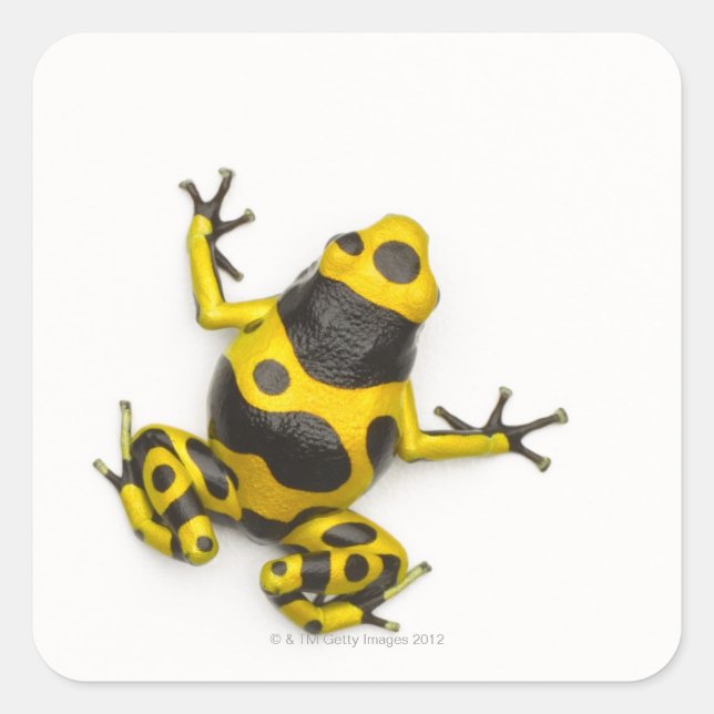 Sticker Carré Bumblebee Poison Dart Frog (Devant)