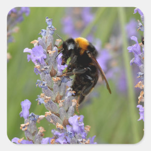 Sticker Carré Bumblebee se nourrit de fleurs de lavande