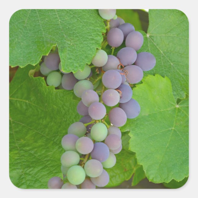 Sticker Carré Bunch de raisins violets (Devant)