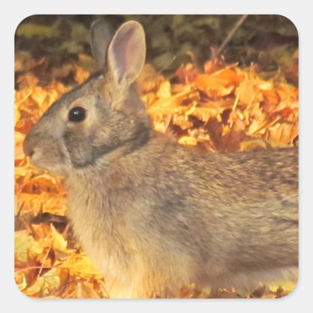 Sticker Carré Bunny d'automne (Devant)