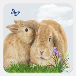 Sticker Carré Bunny rabbitt