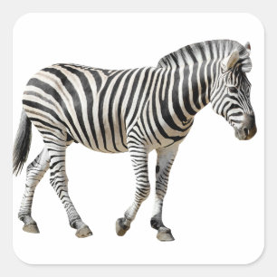 Sticker Carré Burchell Zebra isolé