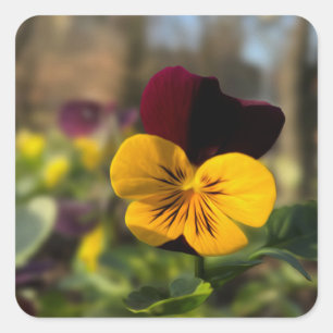 Sticker Carré Burgundy yellow pany