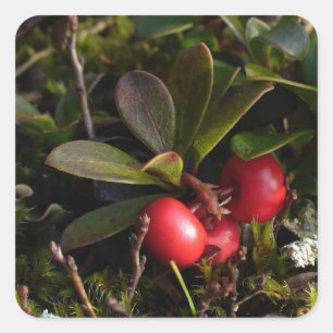 Sticker Carré Busserole, Arctostaphylus UVA-ursi