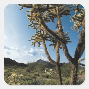 Sticker Carré Cactus dans le Parc National du Saguaro, Arizona