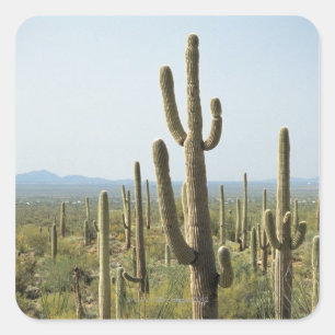 Sticker Carré Cactus dans le Parc National du Saguaro, Arizona 2