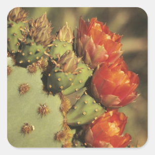 Sticker Carré Cactus de poire de prickly en fleur, Arizona-Sonor
