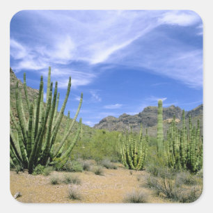 Sticker Carré Cactus du désert à Organ Pipe National Monument,