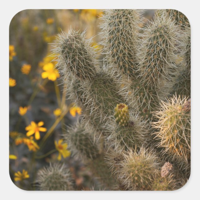 Sticker Carré cactus et fleurs sauvages (Devant)