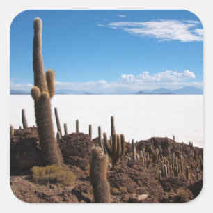 Sticker Carré Cactus géant à l'autocollant photo Salar de Uyuni