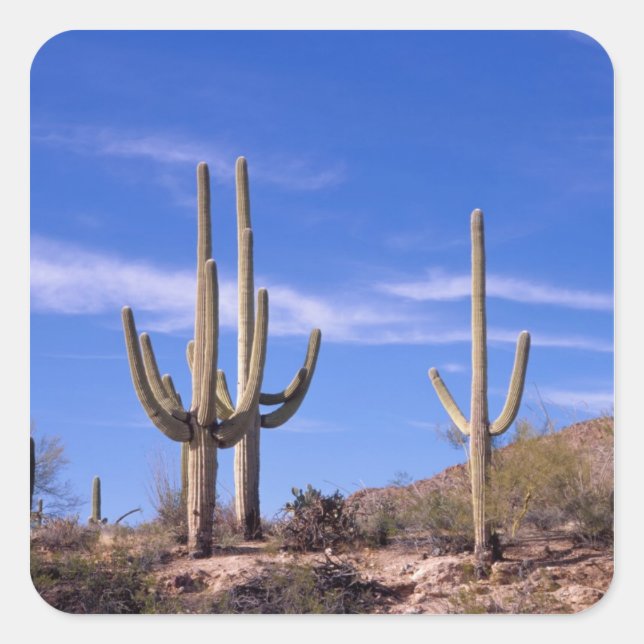 Sticker Carré Cactus géant Saguaro multi-bras, Saguaro (Devant)