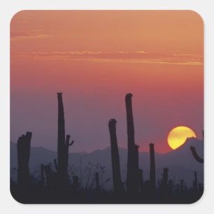 Sticker Carré Cactus Saguaro Carnegiea gigantea), Coucher de sol