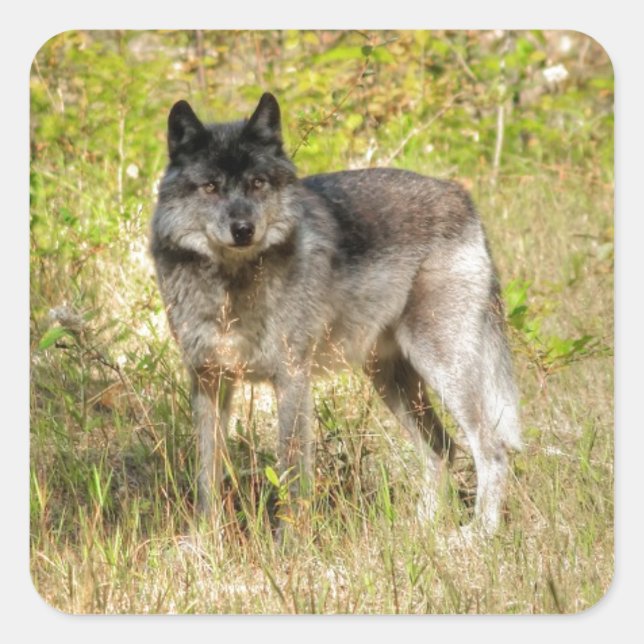 Sticker Carré Cadeau photo Gray Wolf & Wilderness (Devant)