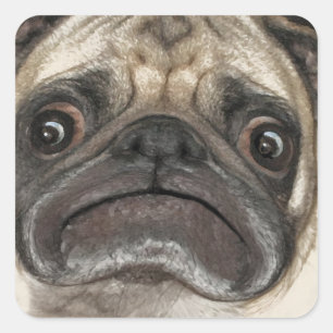 Sticker Carré Cadeaux Grumpy Puggy