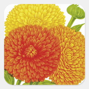 Sticker Carré Calendula Vintage Seed Packet