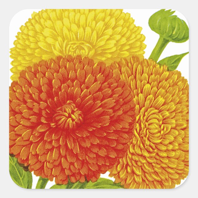 Sticker Carré Calendula Vintage Seed Packet (Devant)