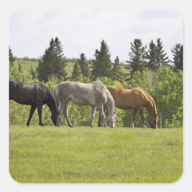 Sticker Carré Calgary, Alberta, Canada (Devant)