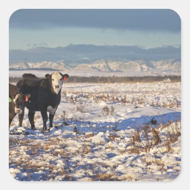 Sticker Carré calgary, alberta, canada (Devant)