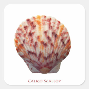 Sticker Carré Calico Scallop Shell