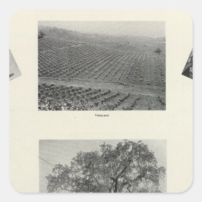 Sticker Carré Californie 4 (Devant)