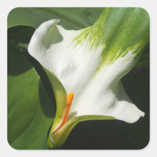 Sticker Carré Calla Lily, Zantedeschia