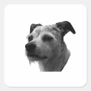 Sticker Carré Calme dans les yeux – Terrier Russell Parson