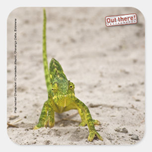 Sticker Carré Caméléon